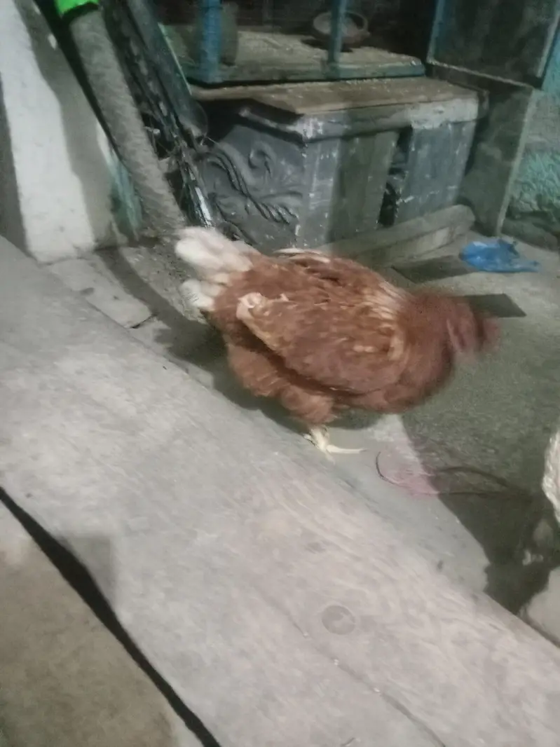 lohman 2 hen — photo 9