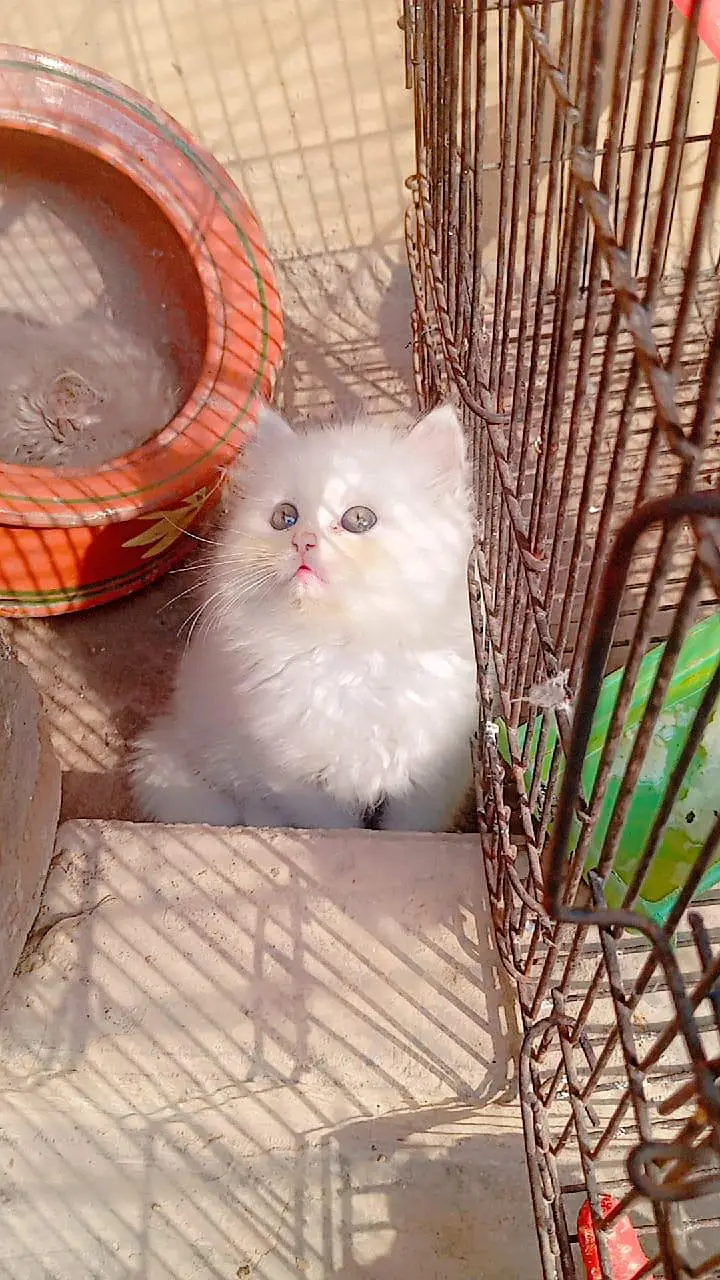 Cute Persian kittens Available — Healthy & playful
