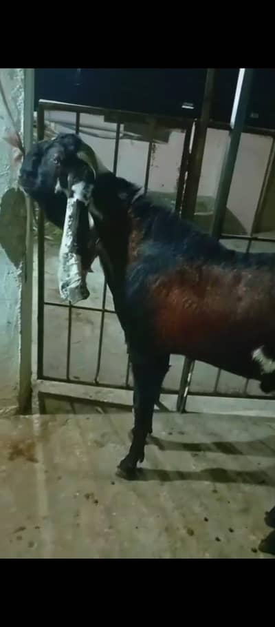 Nagra Breeder Bakra