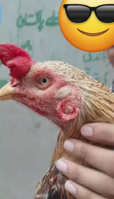 aseel minawlai murga white eyes for sale contact 03123543634