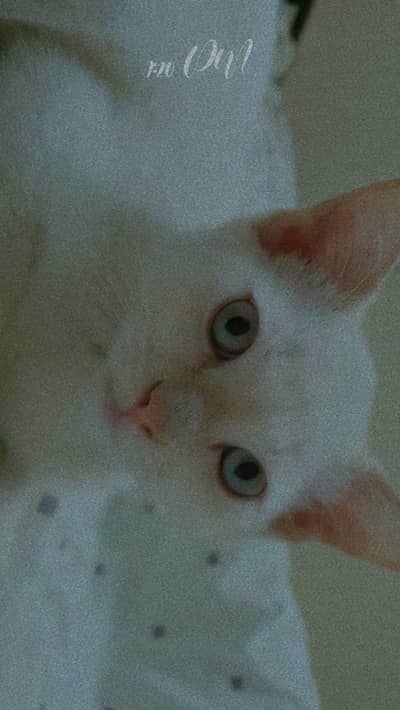Persian Mix (Himalayan / Colorpoint type kitten)