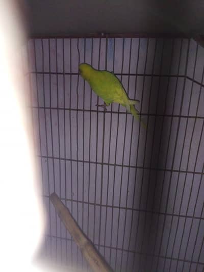 green parrot