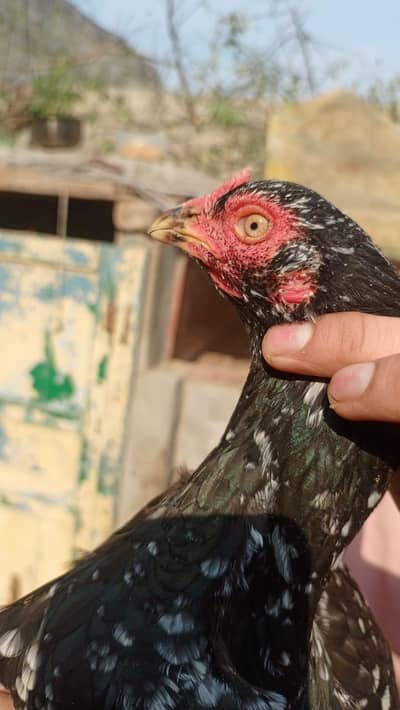 aseel female hen for sale
