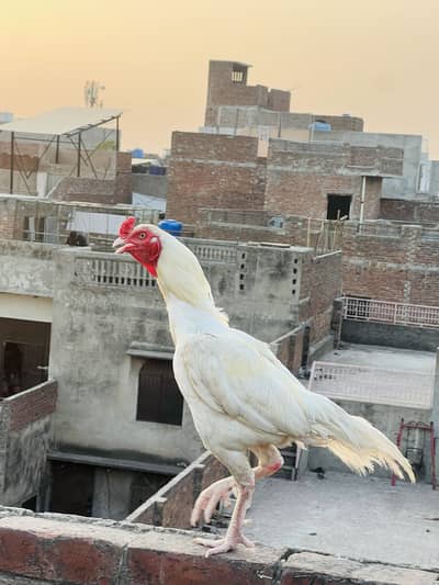 Heera Aseel