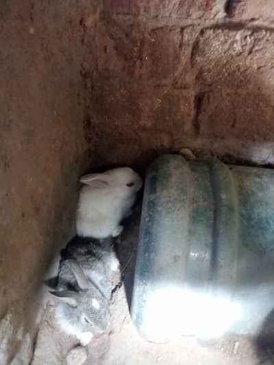 Rabbit family for sale 1 male (local breed) 2 female (angora) 3 baby