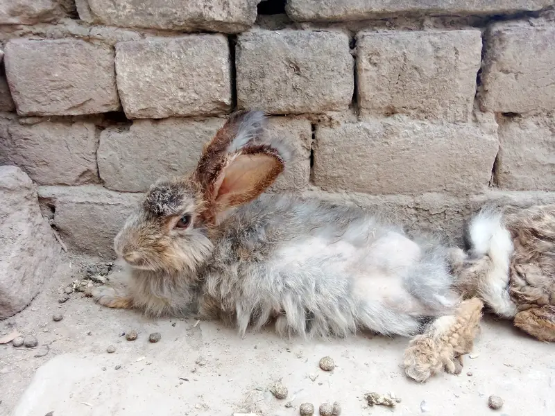 Rabbit family for sale 1 male (local breed) 2 female (angora) 3 baby — photo 2