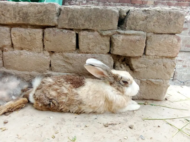 Rabbit family for sale 1 male (local breed) 2 female (angora) 3 baby — photo 3