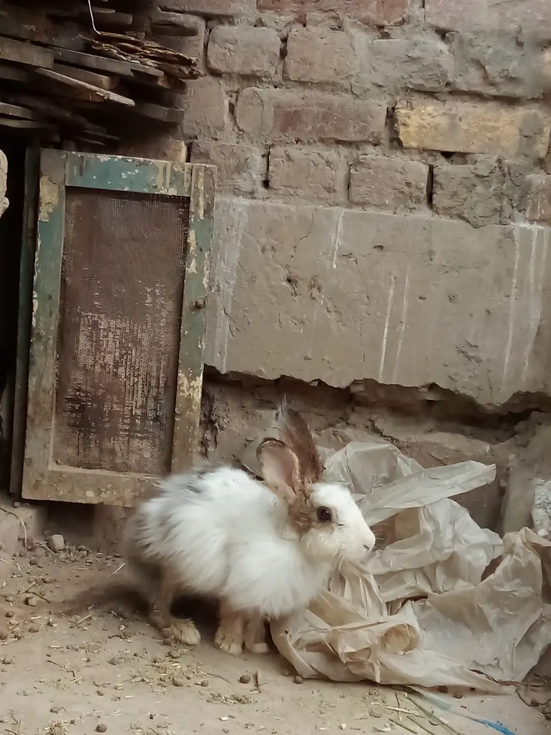 Rabbit family for sale 1 male (local breed) 2 female (angora) 3 baby — photo 4