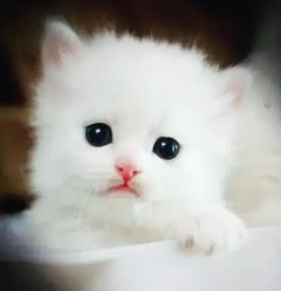 (Persian female kitten) (for sale all) (Pakistan delivery available)