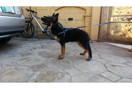 top class German Shepherd
