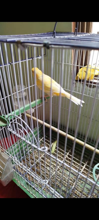 yellow Canary male