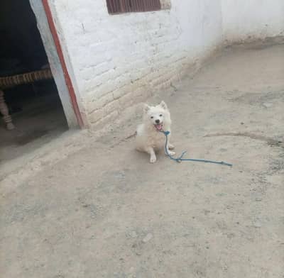 Resham female 5 manth for sale