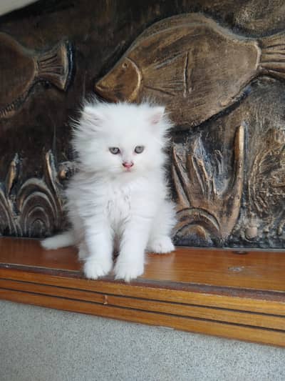 semi punch kittens