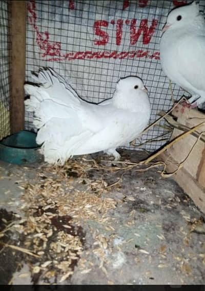 lucky peigons for sale