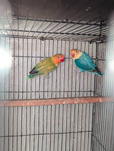 Mango Face Green Split Opaline PFellow Birds Home Breed Urgent sale
