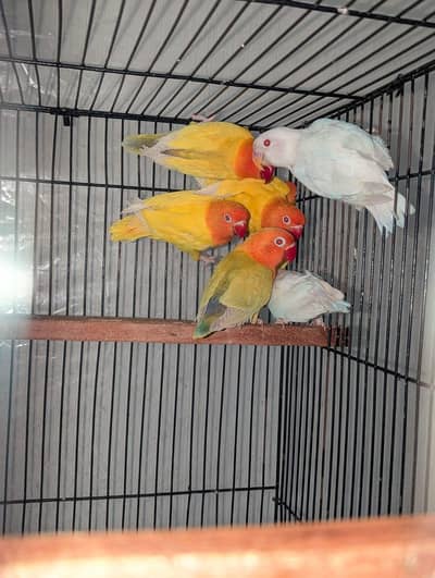 Mango Face Green Split Opaline PFellow Birds Home Breed Urgent sale