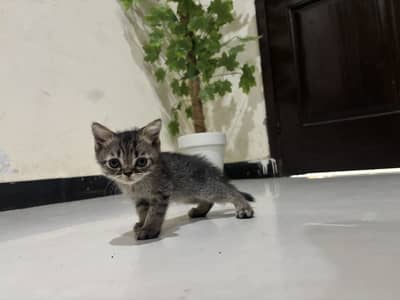 Cats kittens