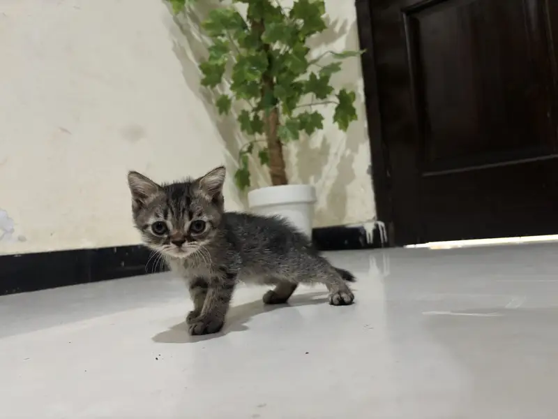 Cats kittens
