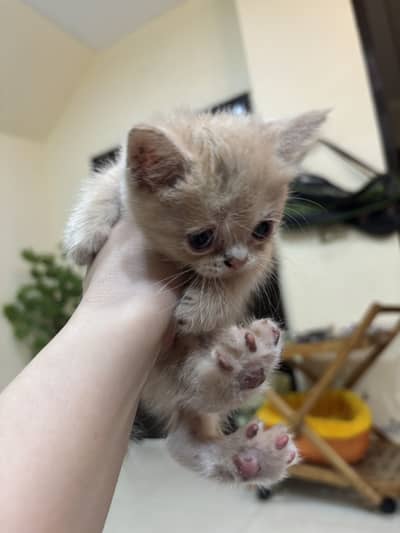 Cats kittens