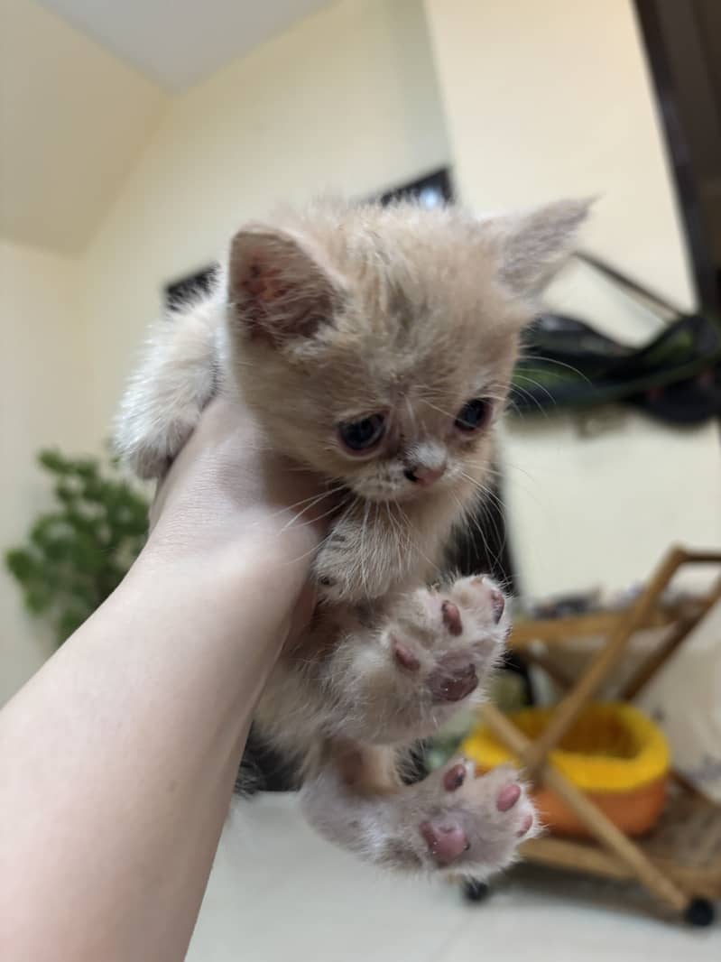 Cats kittens 0