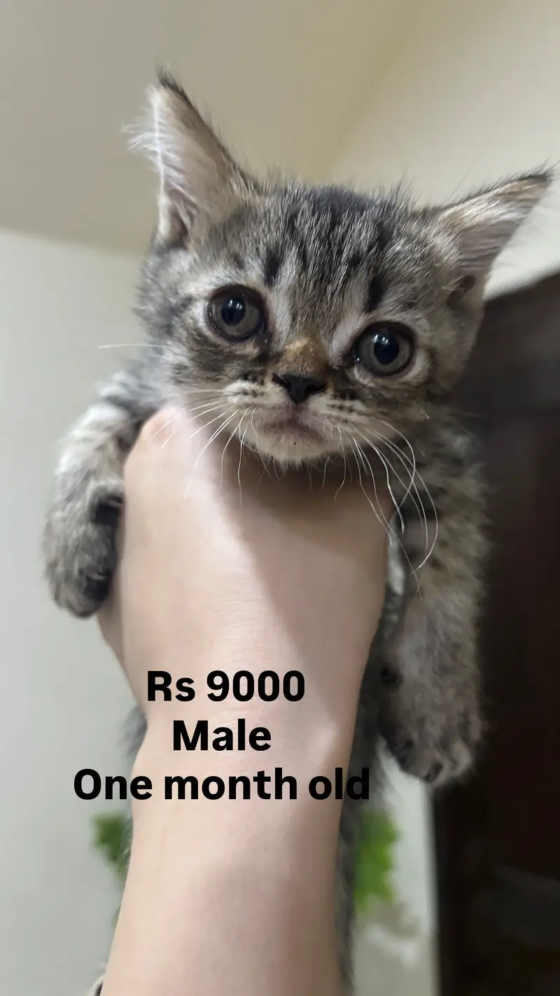 Cats kittens — photo 3