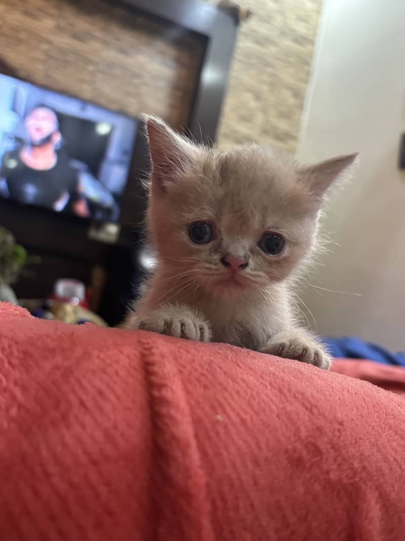 Cats kittens 1