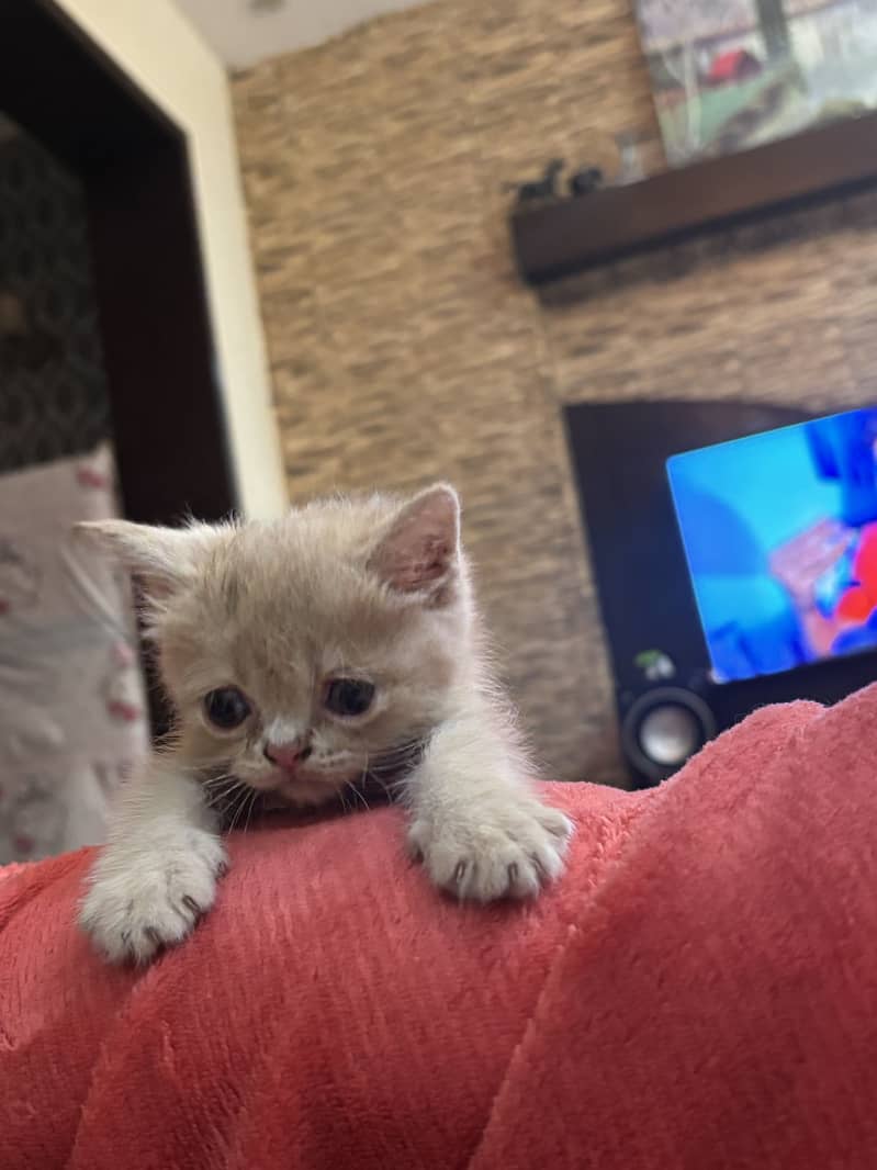 Cats kittens 2