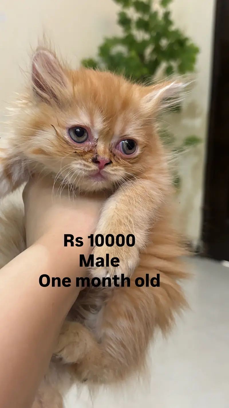 Cats kittens — photo 8