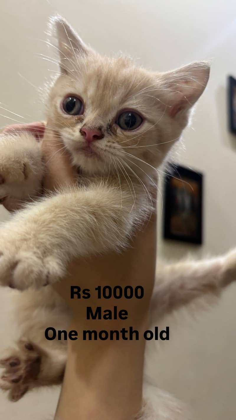 Cats kittens 3