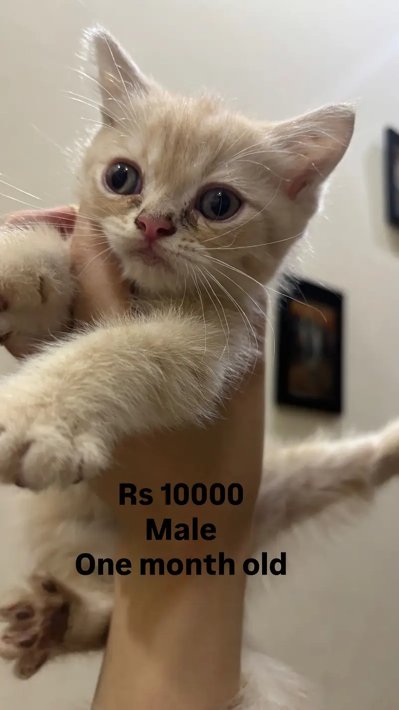 Cats kittens — photo 12