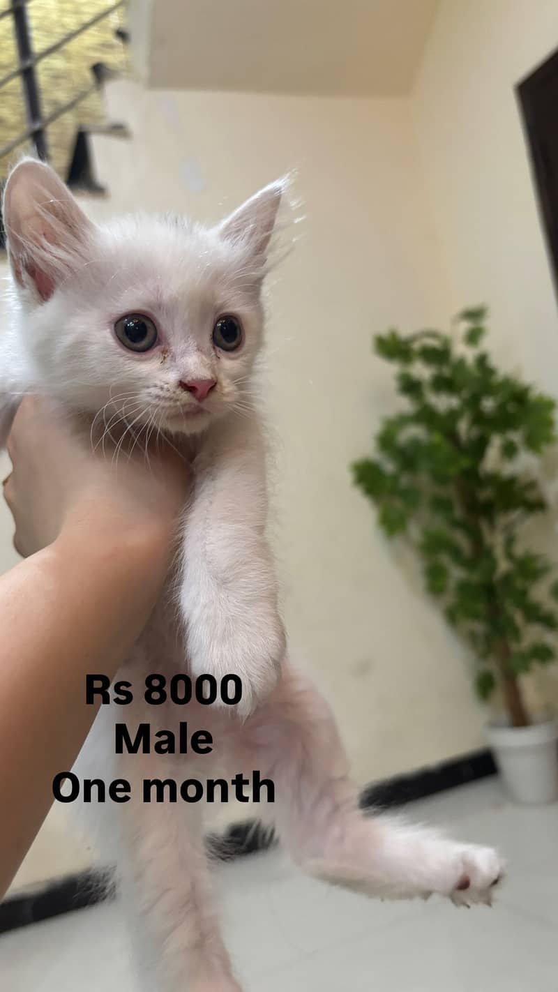 Cats kittens 4