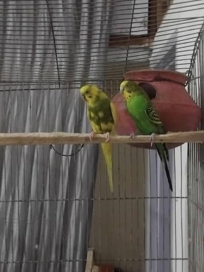 breeder pair with cage