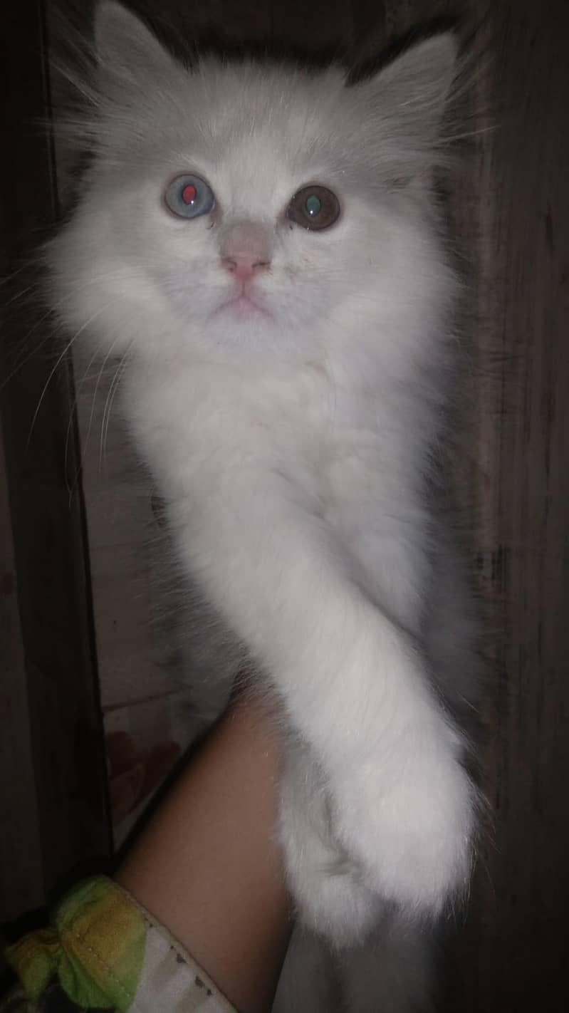 Persian 0