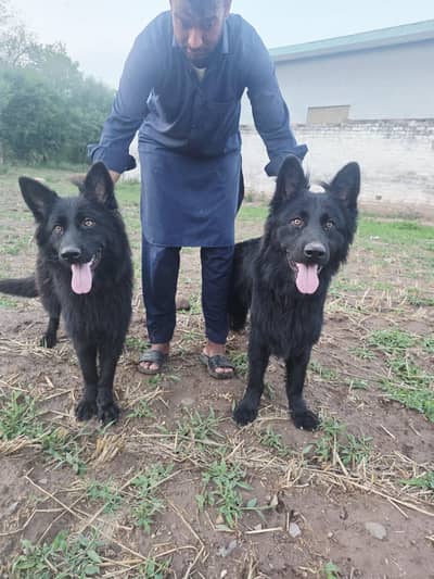 Black German shepherd/ Belgium Shepherd