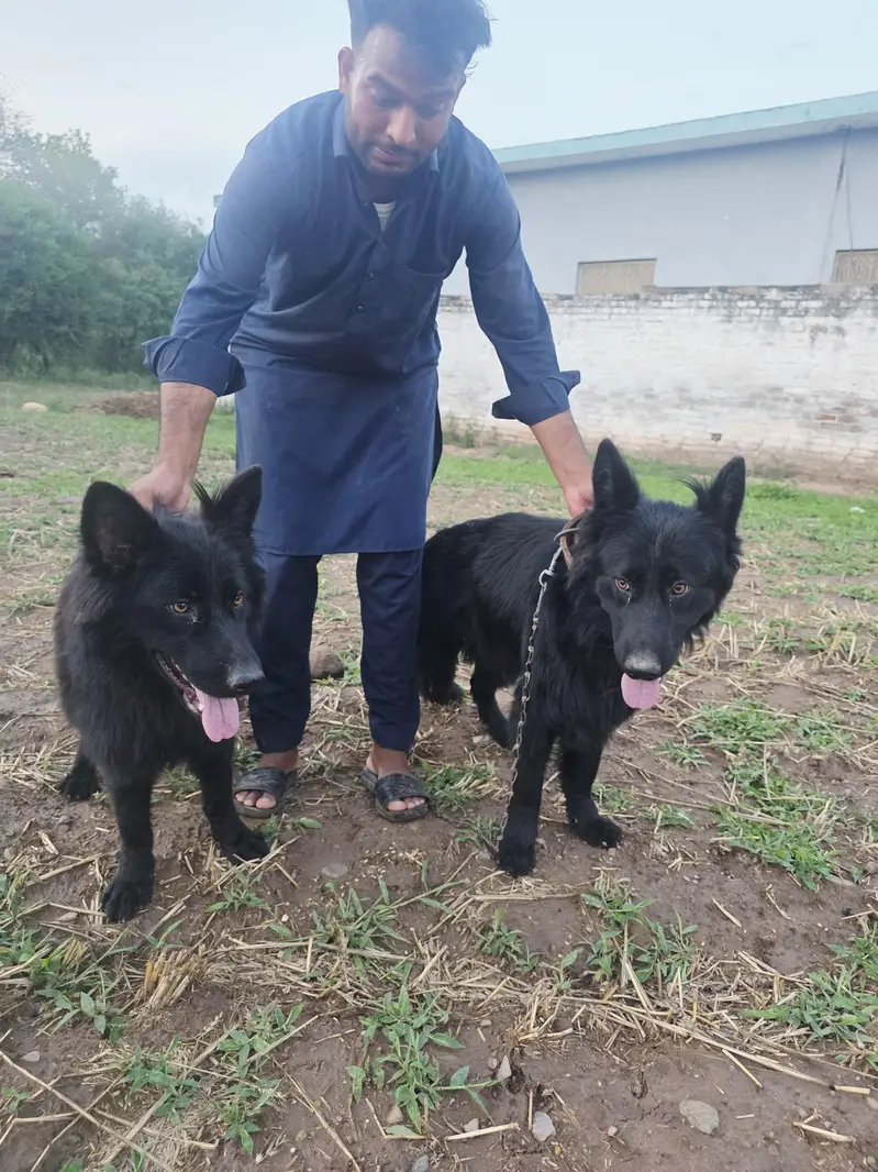 Black German shepherd/ Belgium Shepherd — photo 2