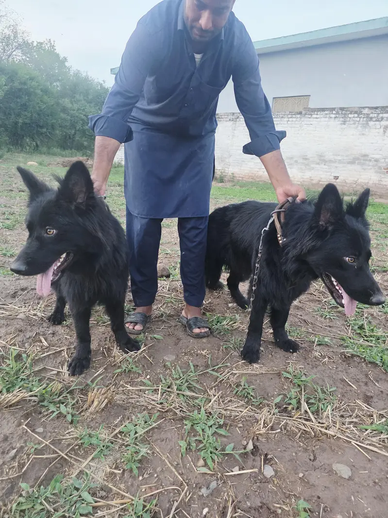 Black German shepherd/ Belgium Shepherd — photo 3