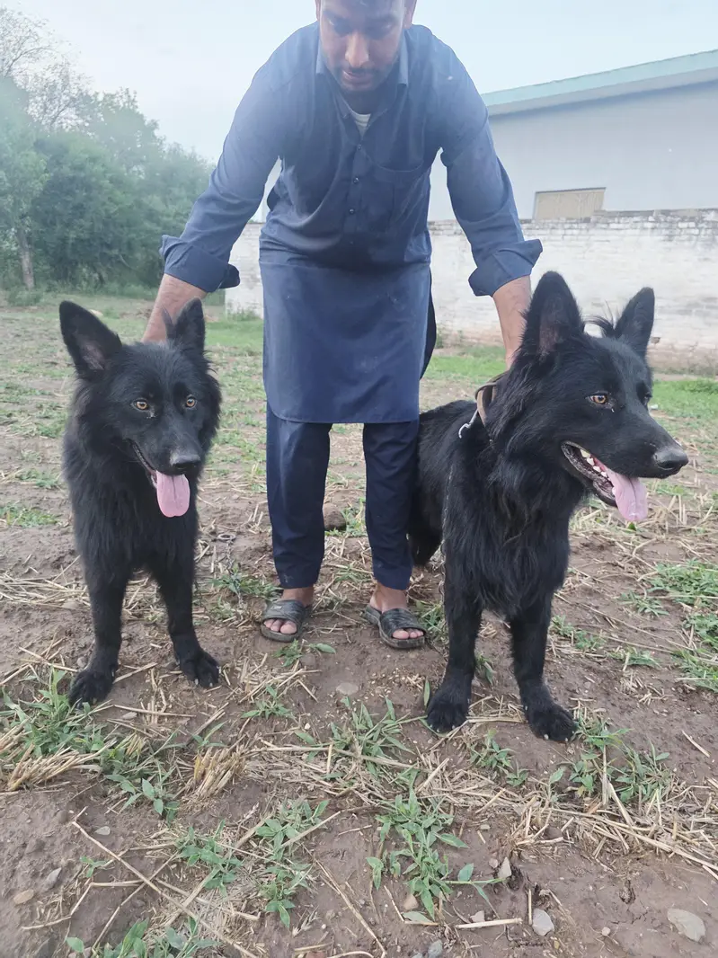 Black German shepherd/ Belgium Shepherd — photo 4