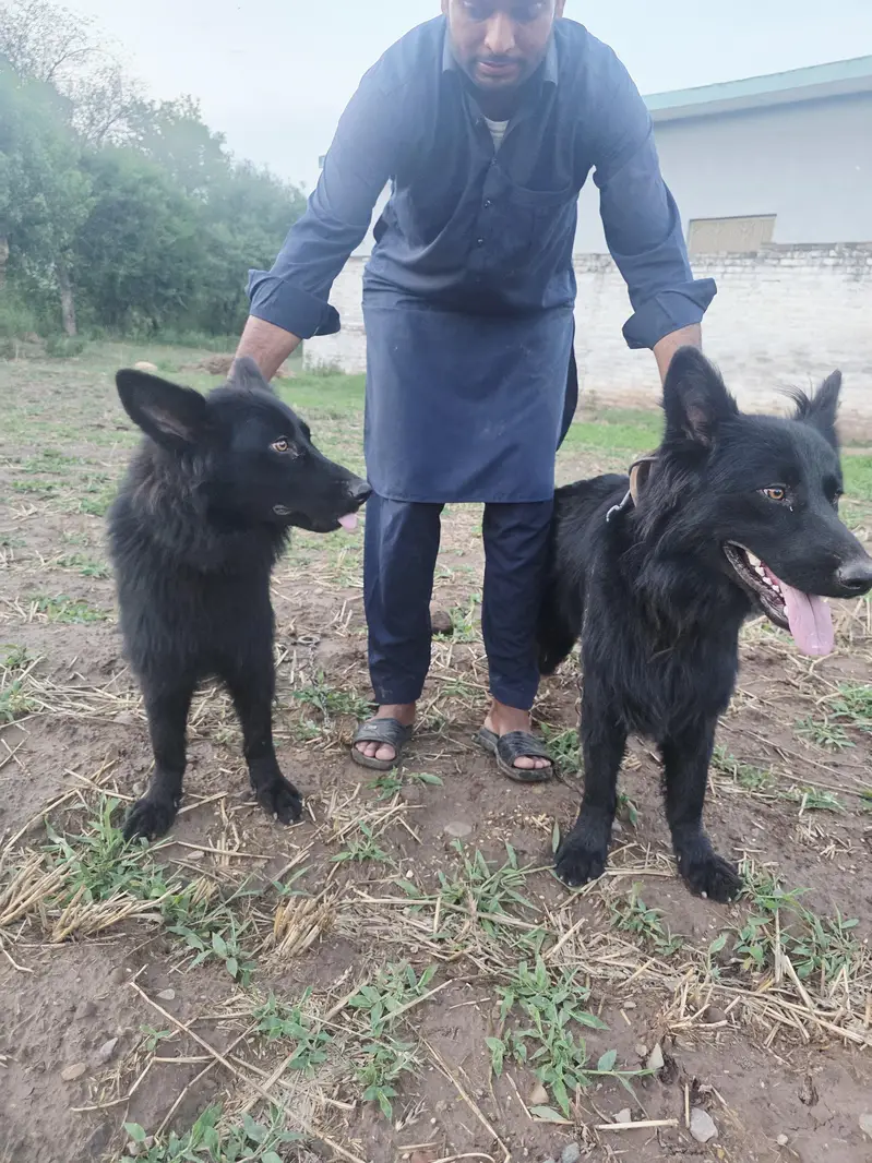 Black German shepherd/ Belgium Shepherd — photo 5