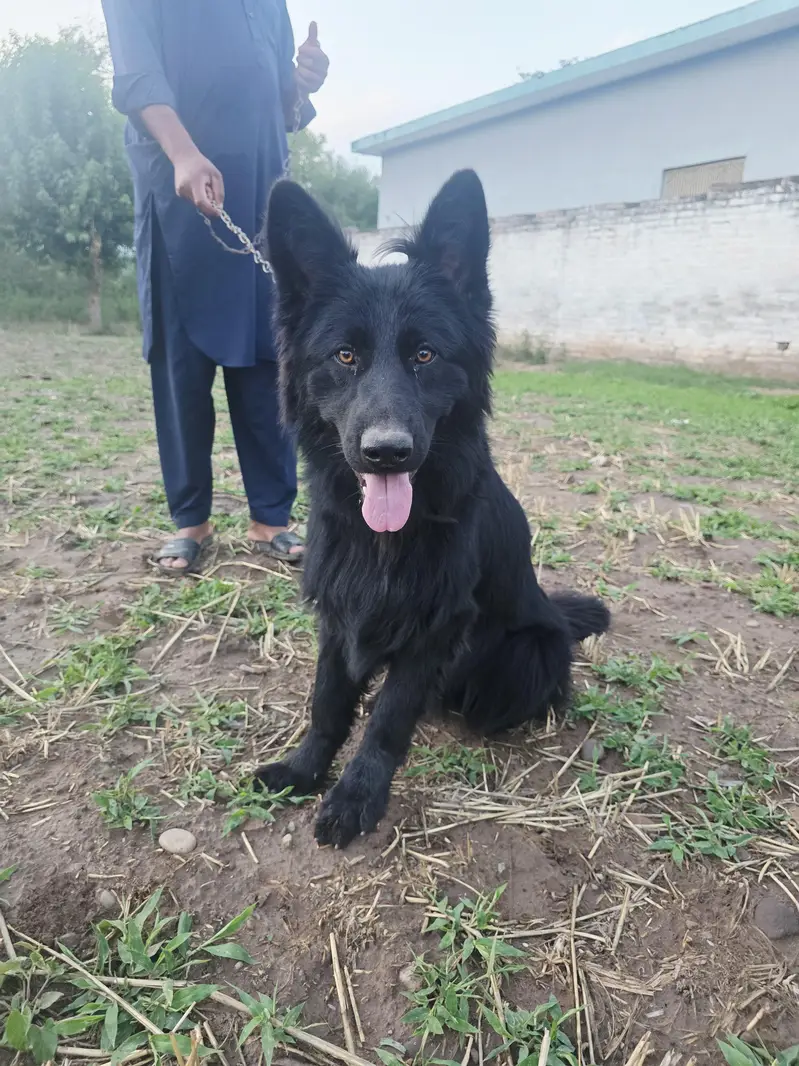 Black German shepherd/ Belgium Shepherd — photo 6