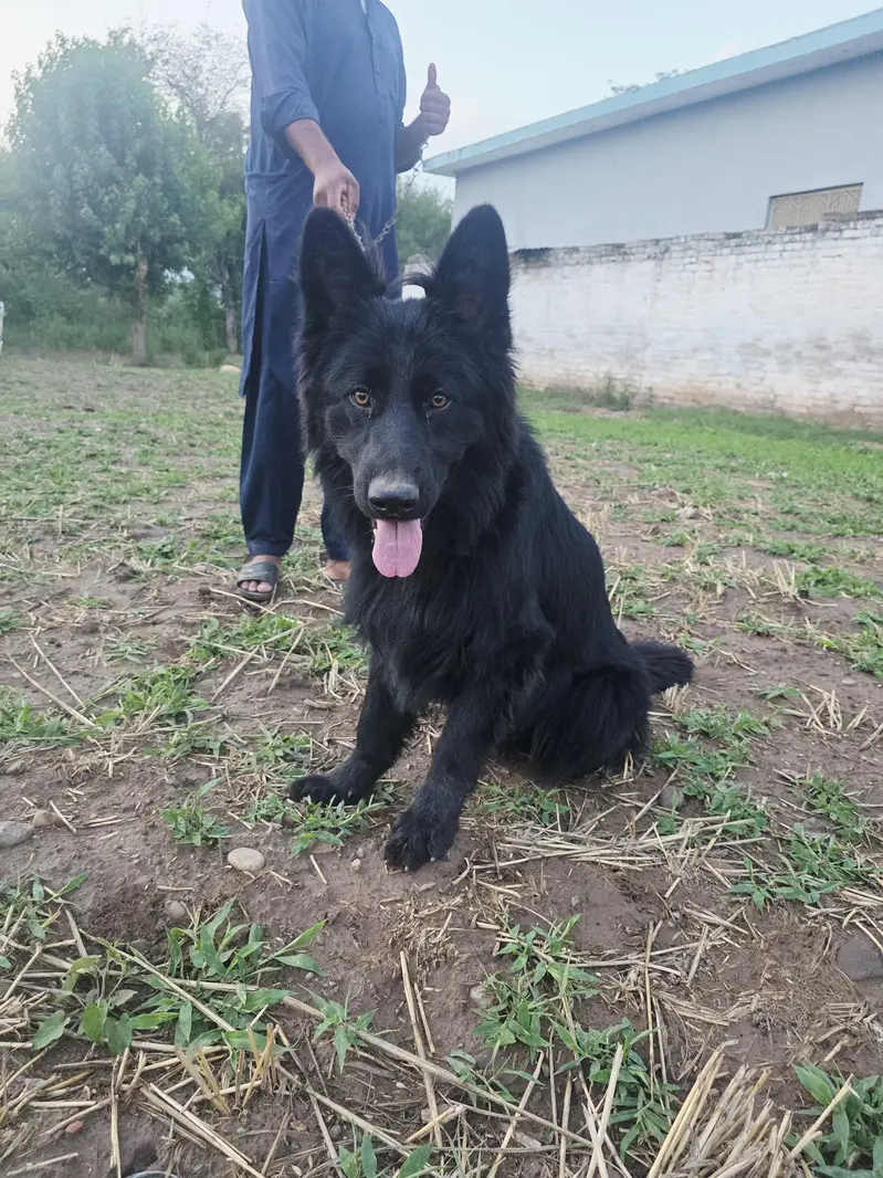 Black German shepherd/ Belgium Shepherd — photo 7