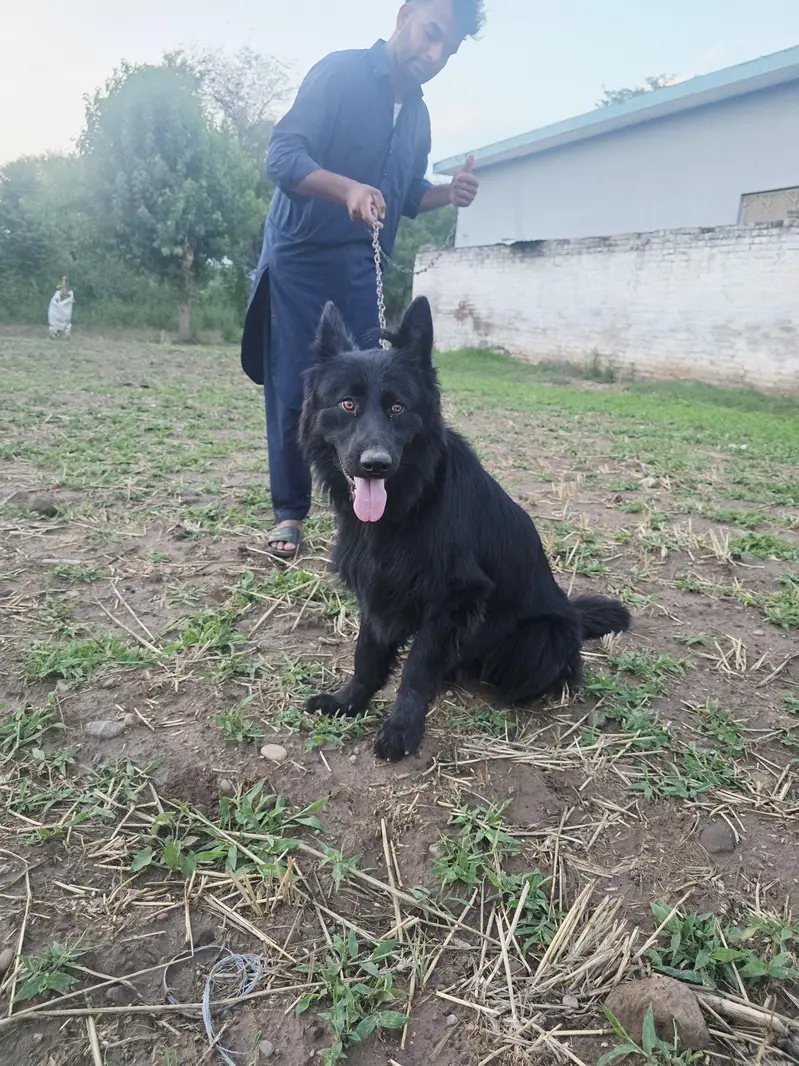 Black German shepherd/ Belgium Shepherd — photo 8