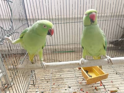 Ringneck Breeding Pair Parrot