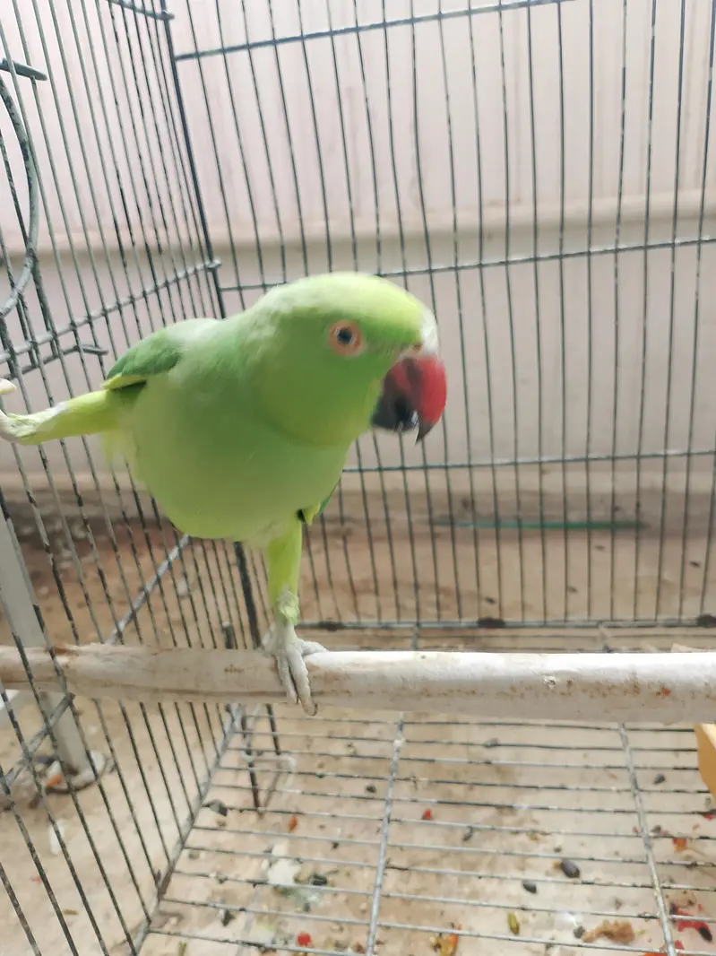 Ringneck Breeding Pair Parrot — photo 2