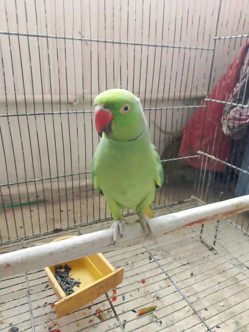 Ringneck Breeding Pair Parrot — photo 3