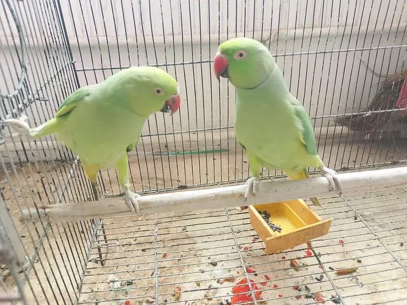 Ringneck Breeding Pair Parrot — photo 4