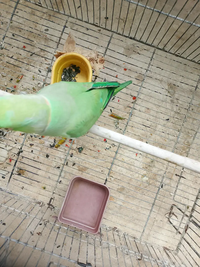 Ringneck Breeding Pair Parrot — photo 5