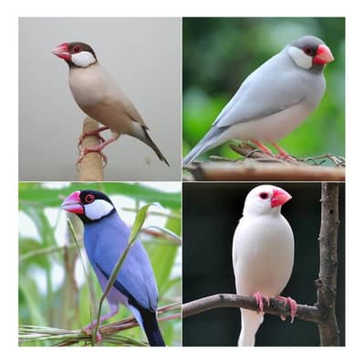 java finches for sale
