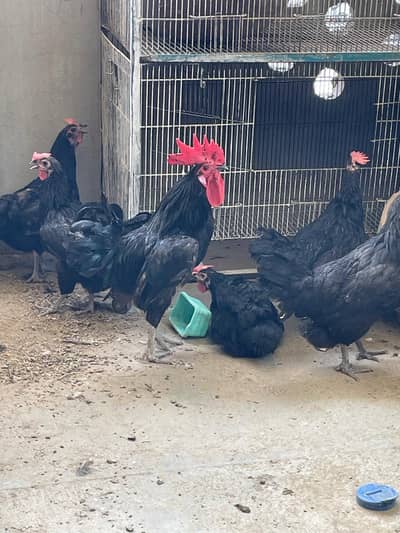 Egg laying Australop for sale 03228997717
