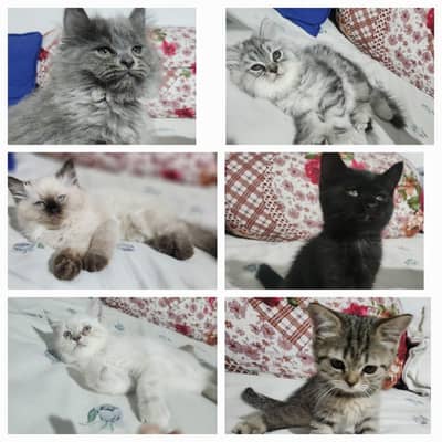 British shot Hair Kitten