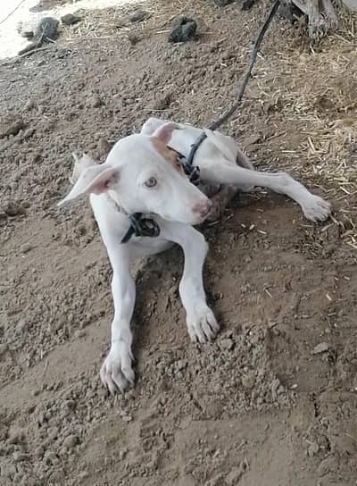 gultair male  puppy